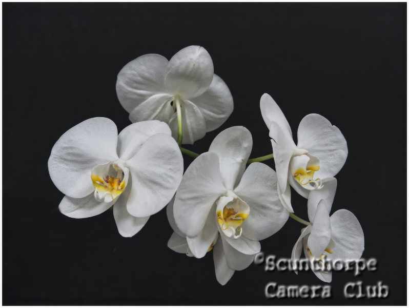 Moth Orchids 